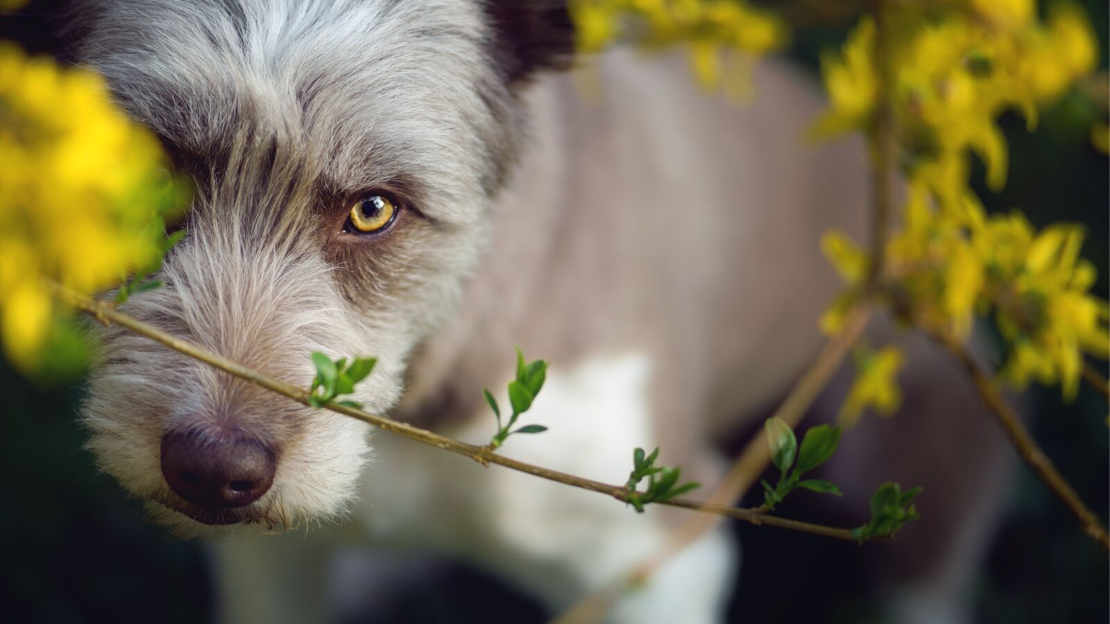 Sony a6000 + Sony FE 85mm F1.8 sample photo. Dog, yellow, border collie photography