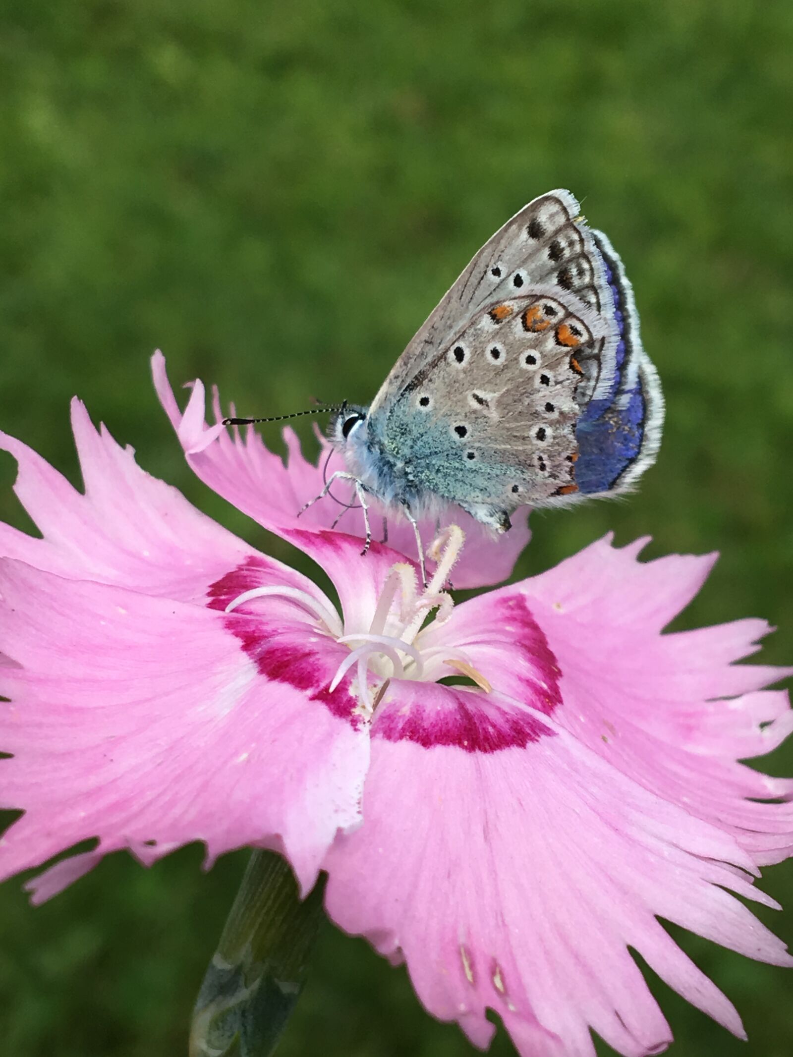 Apple iPhone 6s sample photo. Butterfly, common blue, nature photography