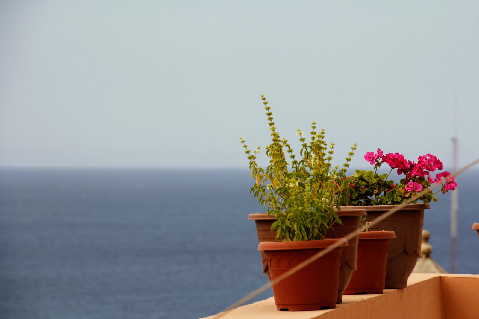 Canon EOS 60D sample photo. Flowers, pot, sea photography
