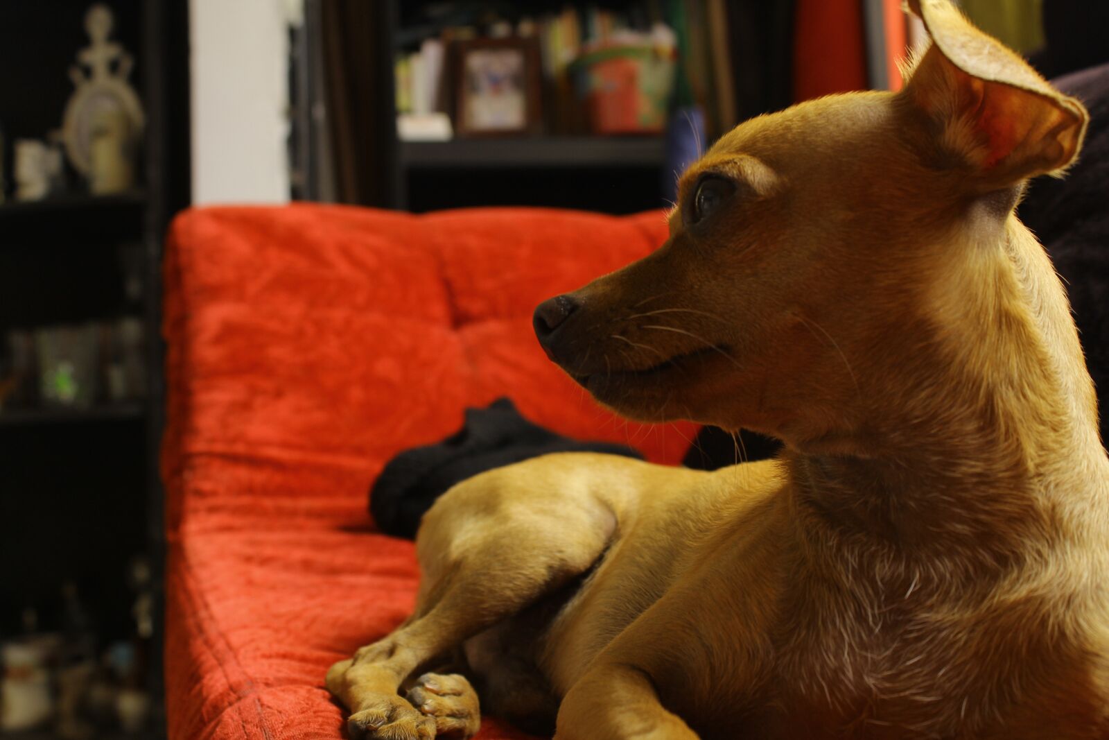 Canon EOS 1200D (EOS Rebel T5 / EOS Kiss X70 / EOS Hi) sample photo. Dog, animal, friend photography