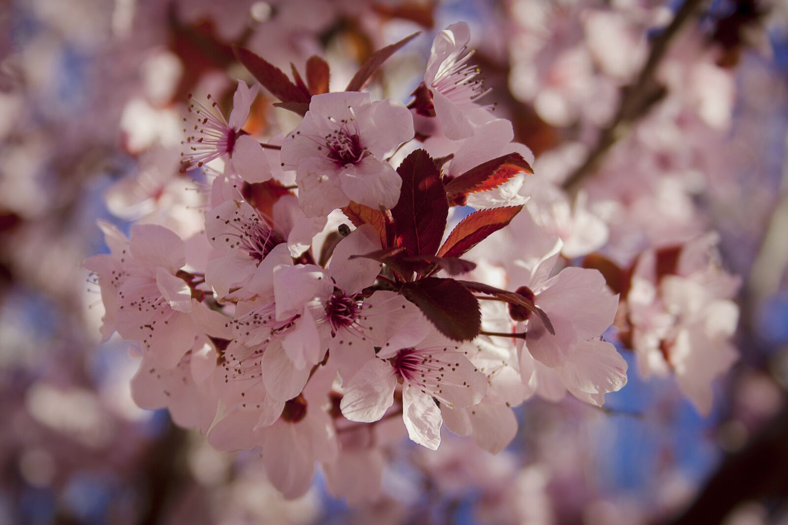 Canon EF-S 18-55mm F3.5-5.6 II sample photo. Flowers, bloom, plum photography