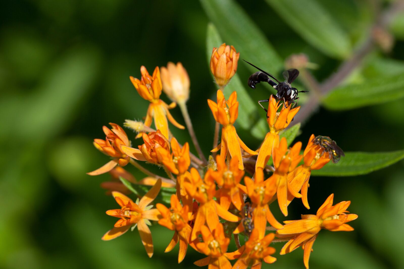 Canon EOS 5D Mark II sample photo. Orange, weed, flower, insect photography