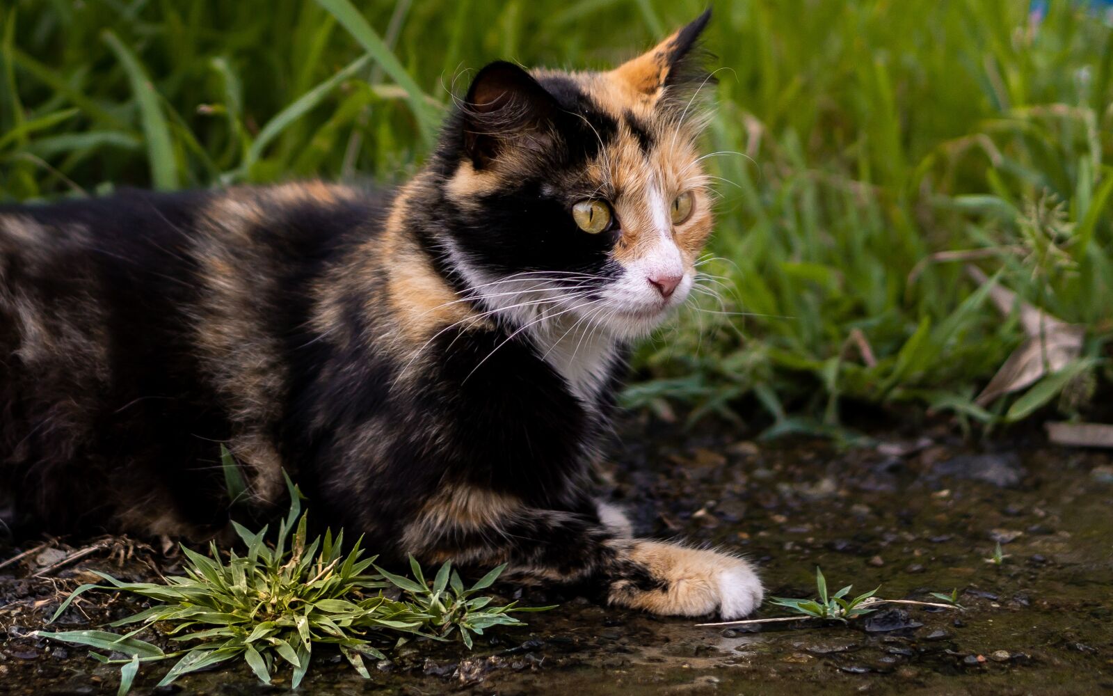 E 50mm F1.8 OSS sample photo. Cat, animal, eyes photography
