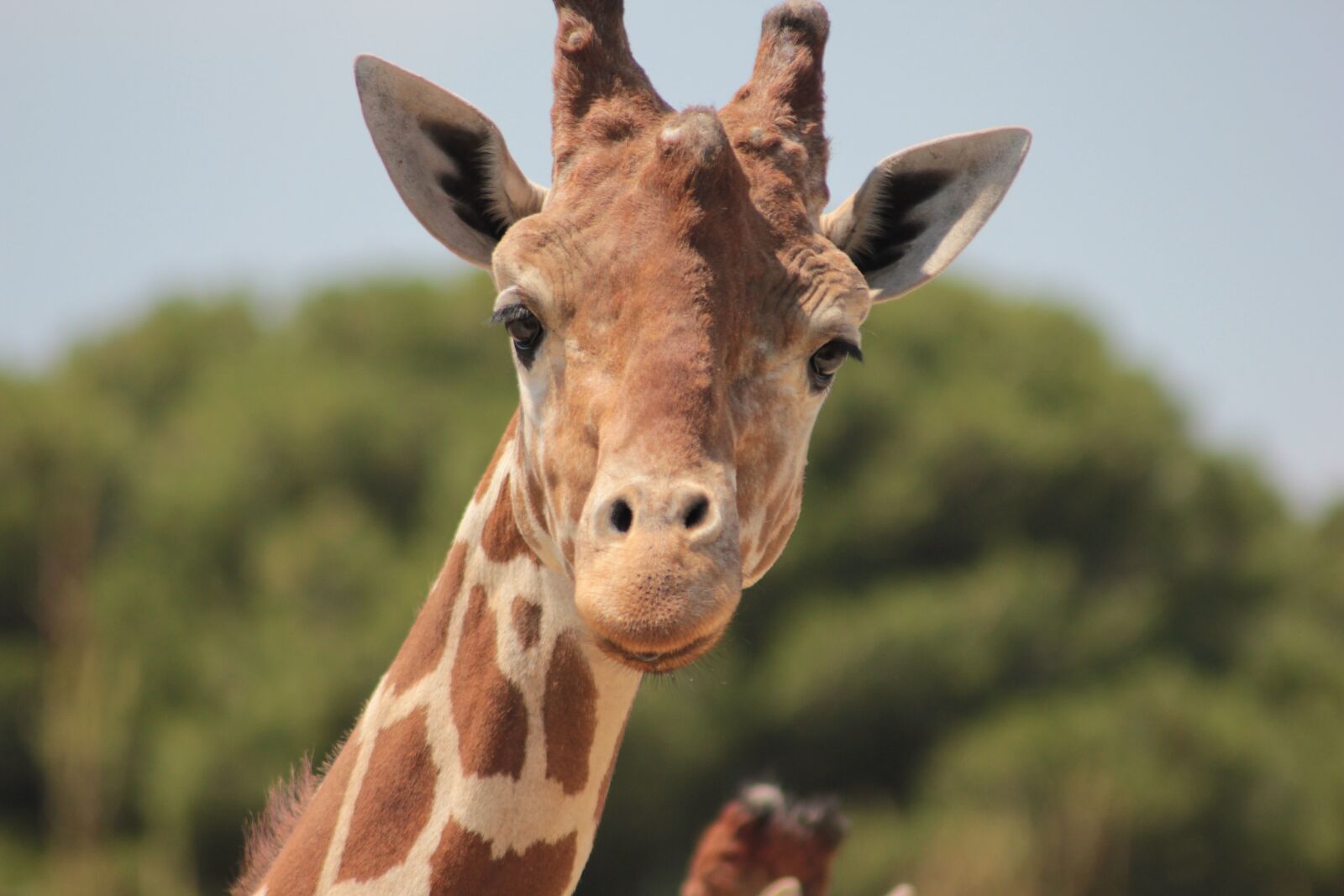 Canon EOS 550D (EOS Rebel T2i / EOS Kiss X4) sample photo. Giraffe, africa, savannah photography