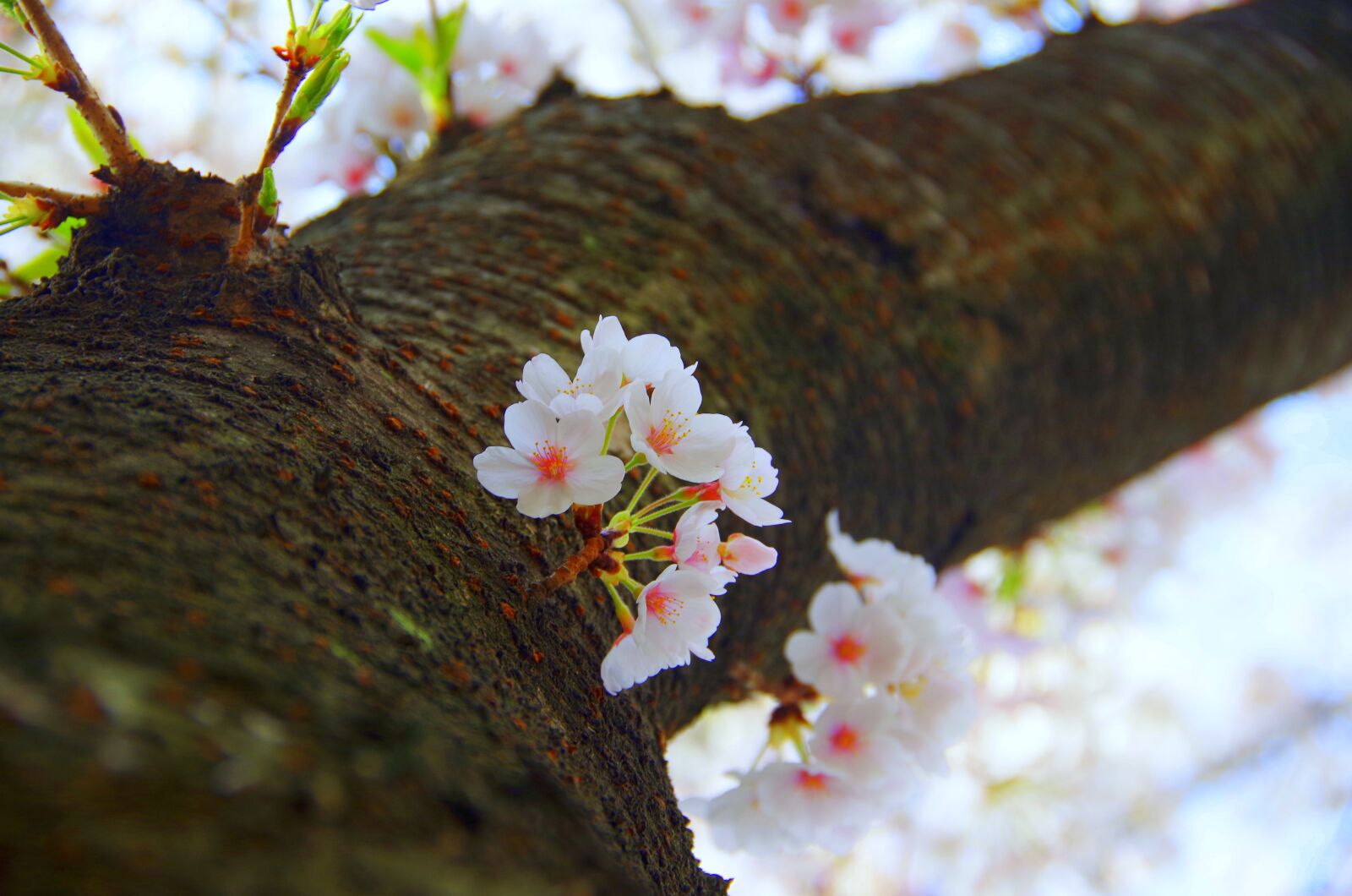 Pentax K-30 sample photo. Wood, flowers, natural photography