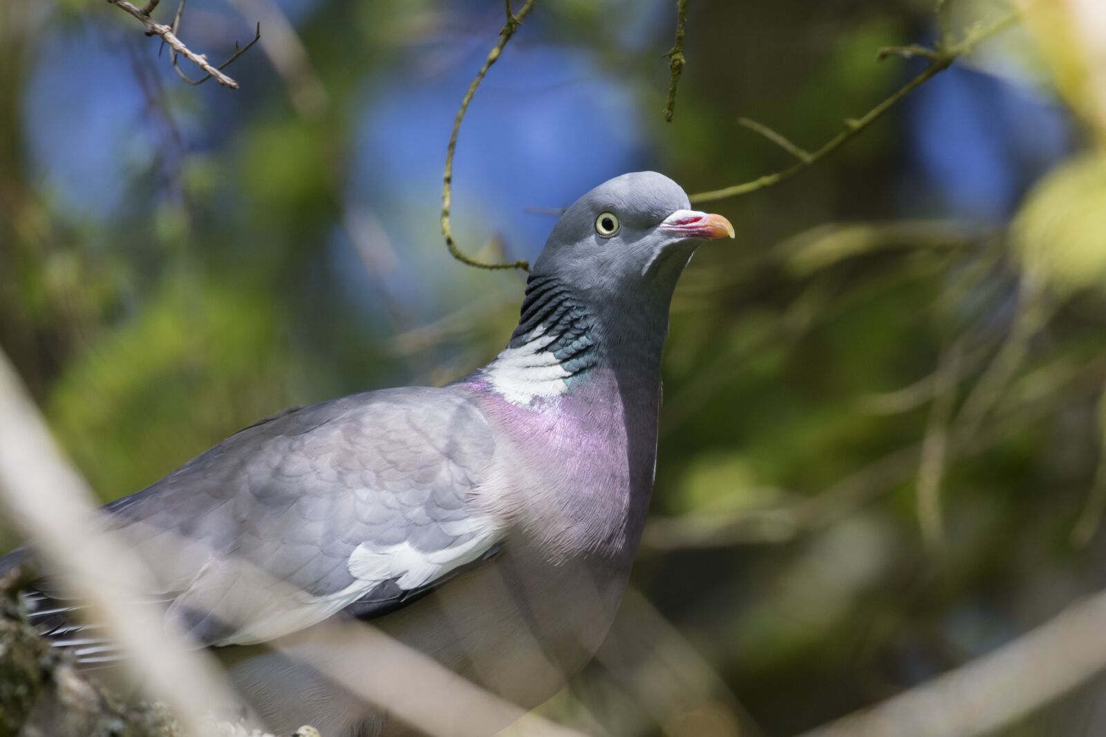 Canon EOS 5DS R + Canon EF 100-400mm F4.5-5.6L IS II USM sample photo. Pigeon, bird, wildlife photography