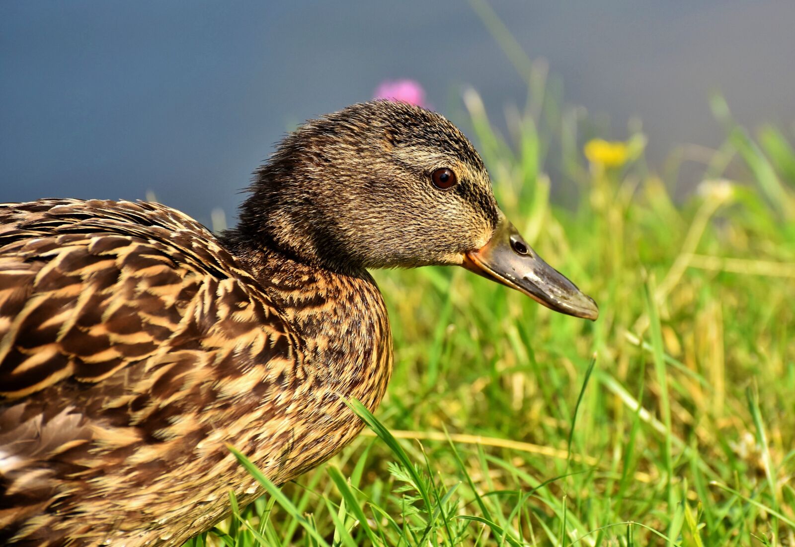 Nikon D7200 sample photo. Duck, mallard, water bird photography