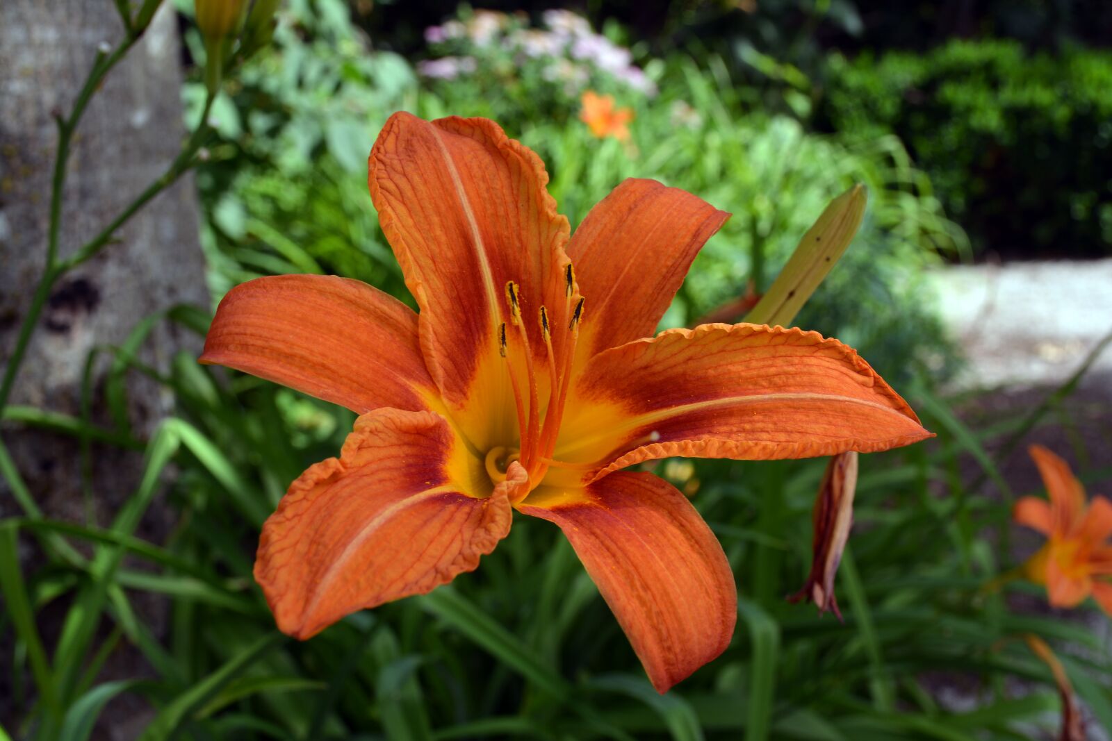 Nikon D5200 sample photo. Lily, orange flower, garden photography