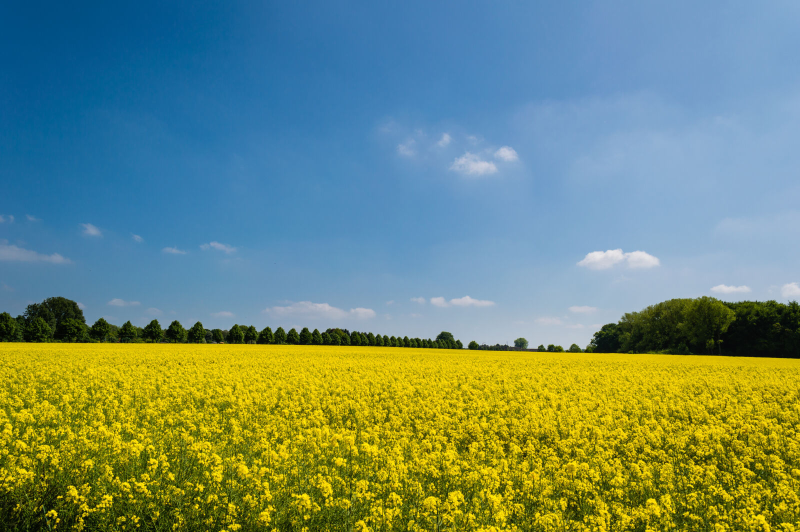 Nikon D3200 sample photo. Yellow, petaled, flower, on photography