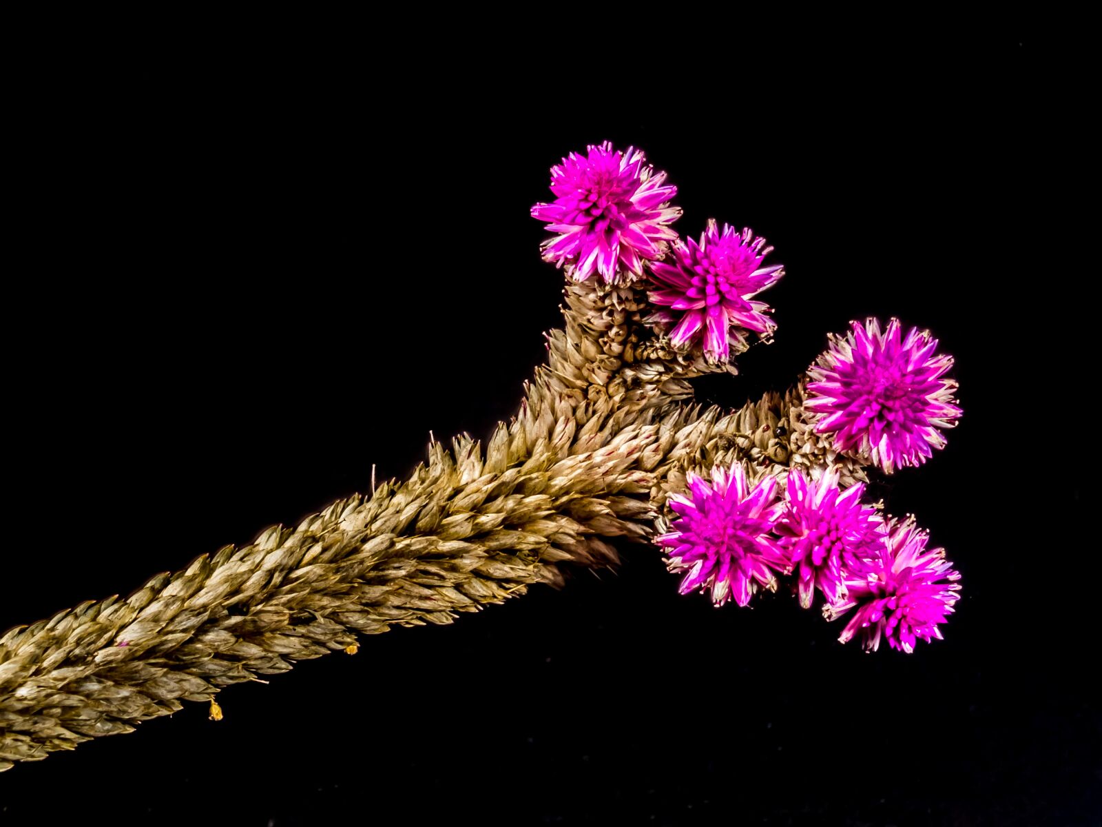 Fujifilm X-S1 sample photo. Blossom, bloom, flower photography