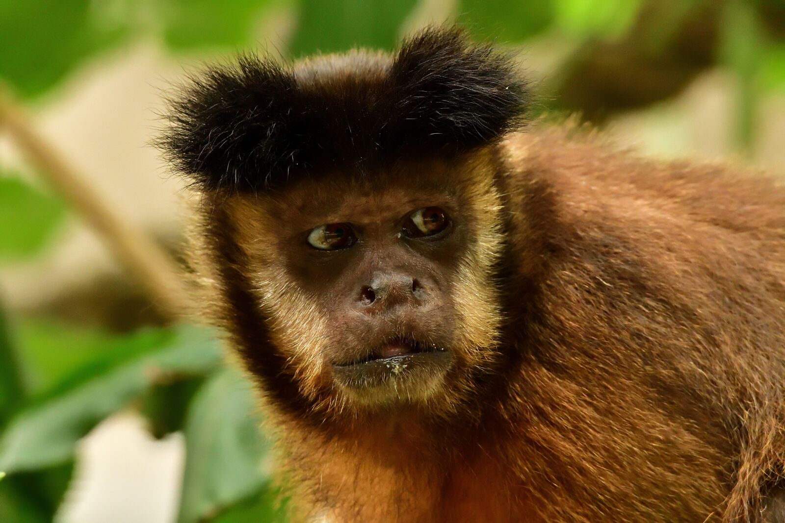 Nikon D500 sample photo. Monkey, animal, animal world photography
