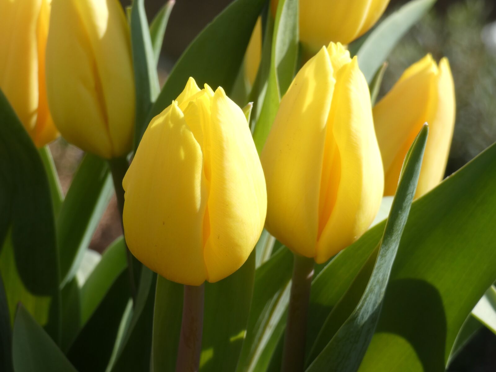 Panasonic DC-FZ83 sample photo. Tulip, yellow, cemetery photography