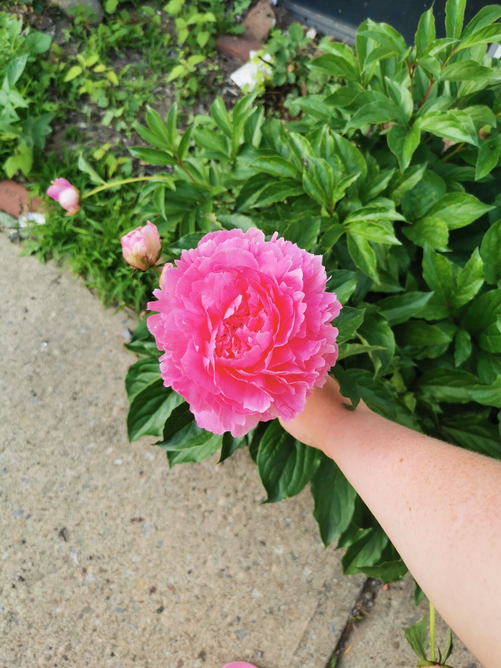 HUAWEI P30 sample photo. Peony, hand, flower photography