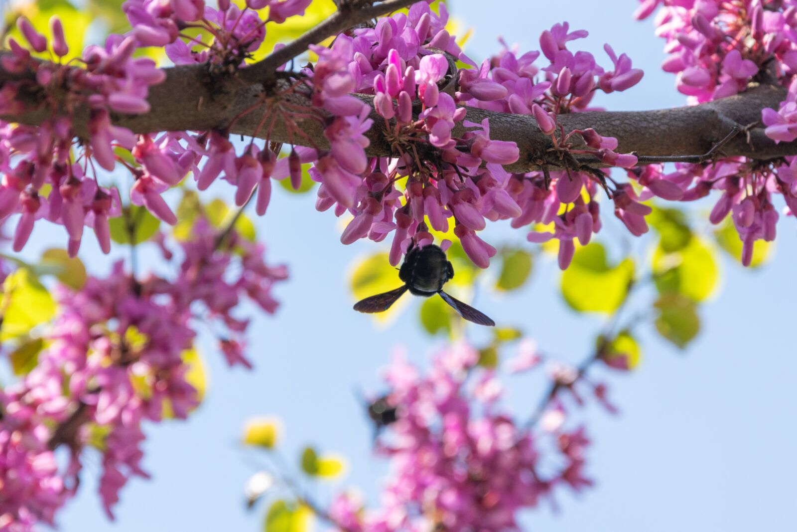 Nikon D3300 sample photo. Wood, bloom, insect photography