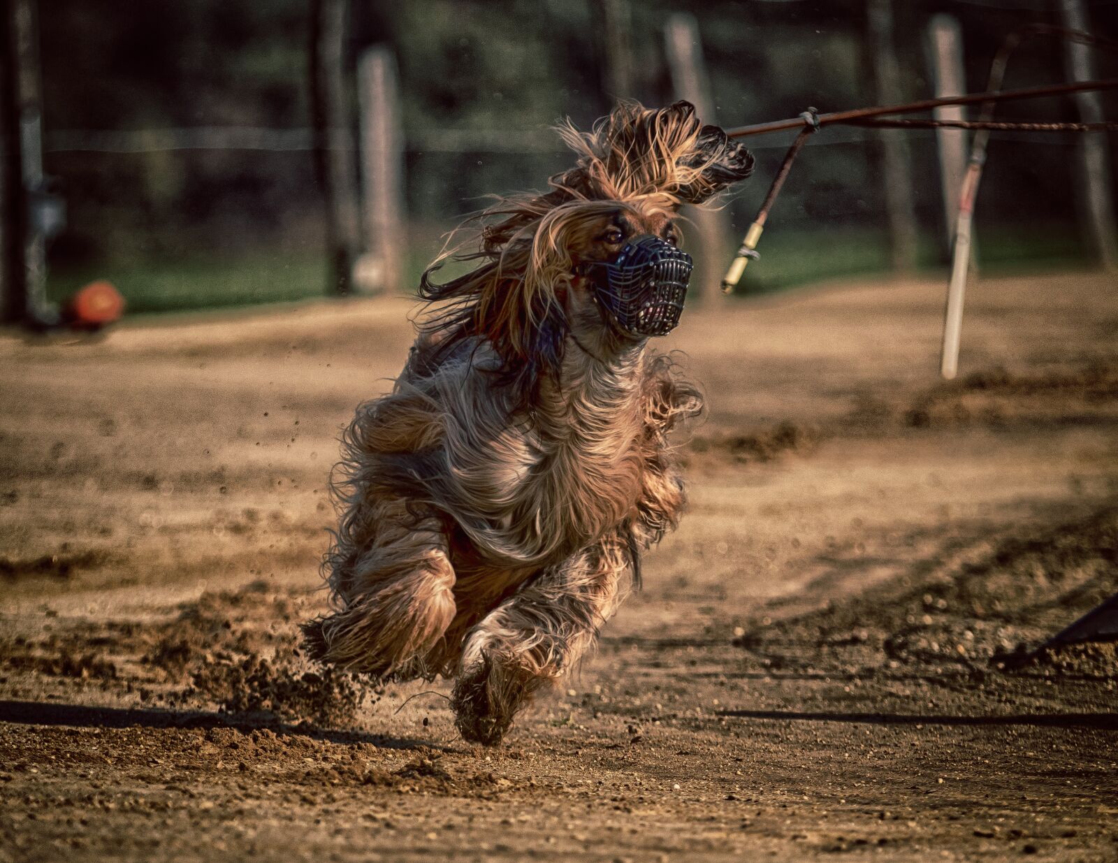 Canon EOS 80D sample photo. Dog, dog racing, greyhounds photography