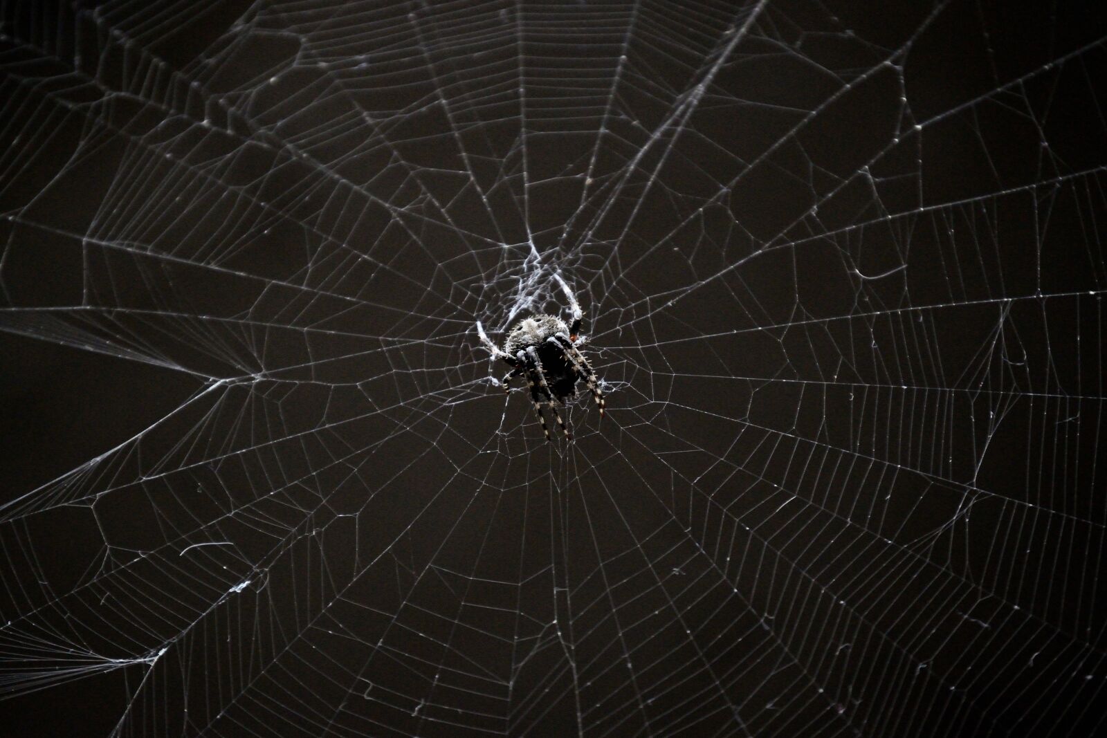 Nikon D3200 sample photo. Network, animal, spider photography