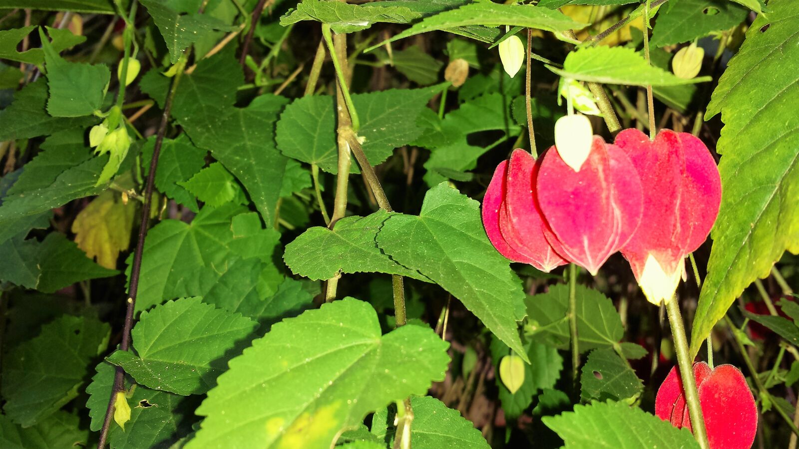 Samsung Galaxy S4 sample photo. Flores, natureza, primavera photography
