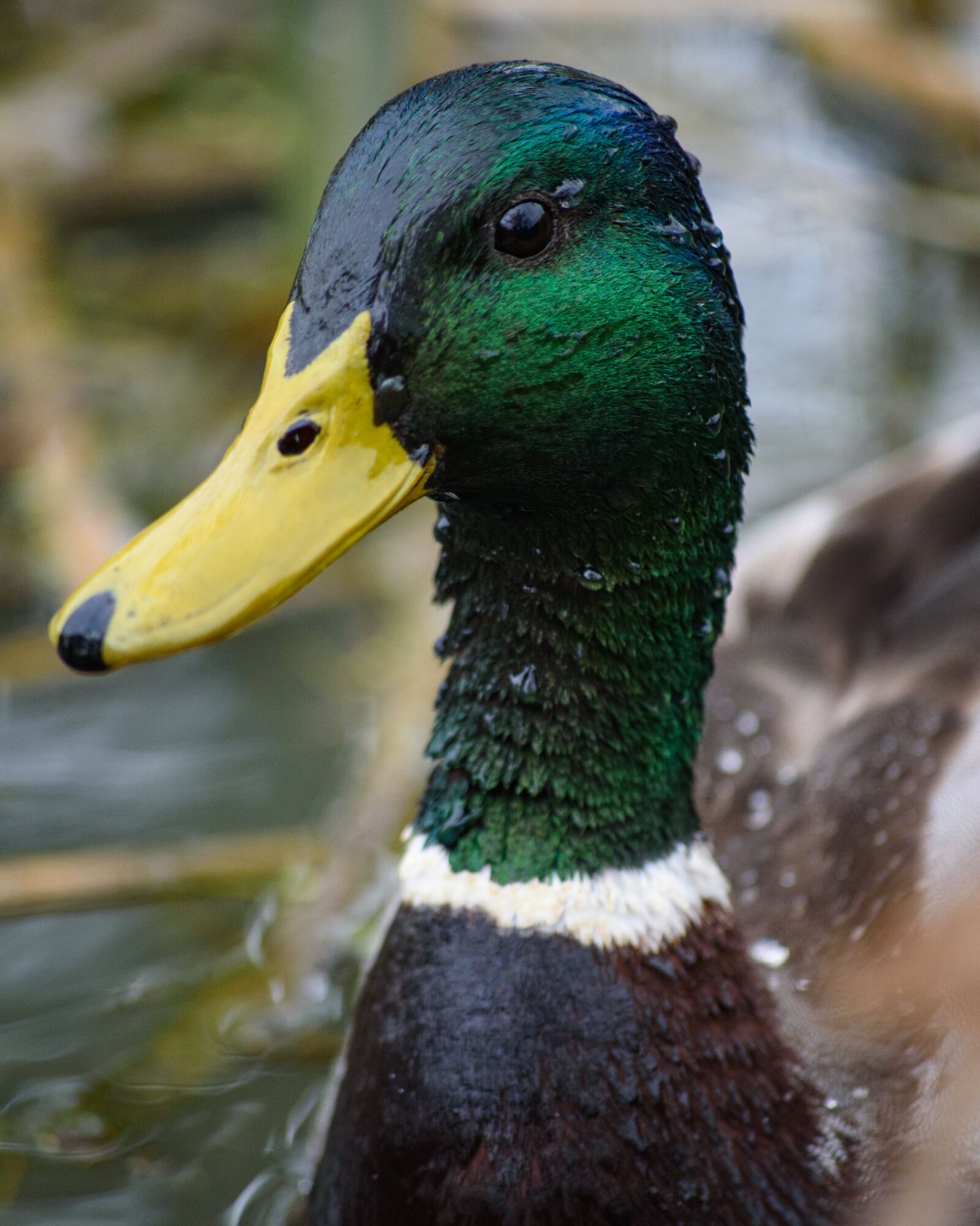 Nikon D750 sample photo. Duck, feather, animal photography