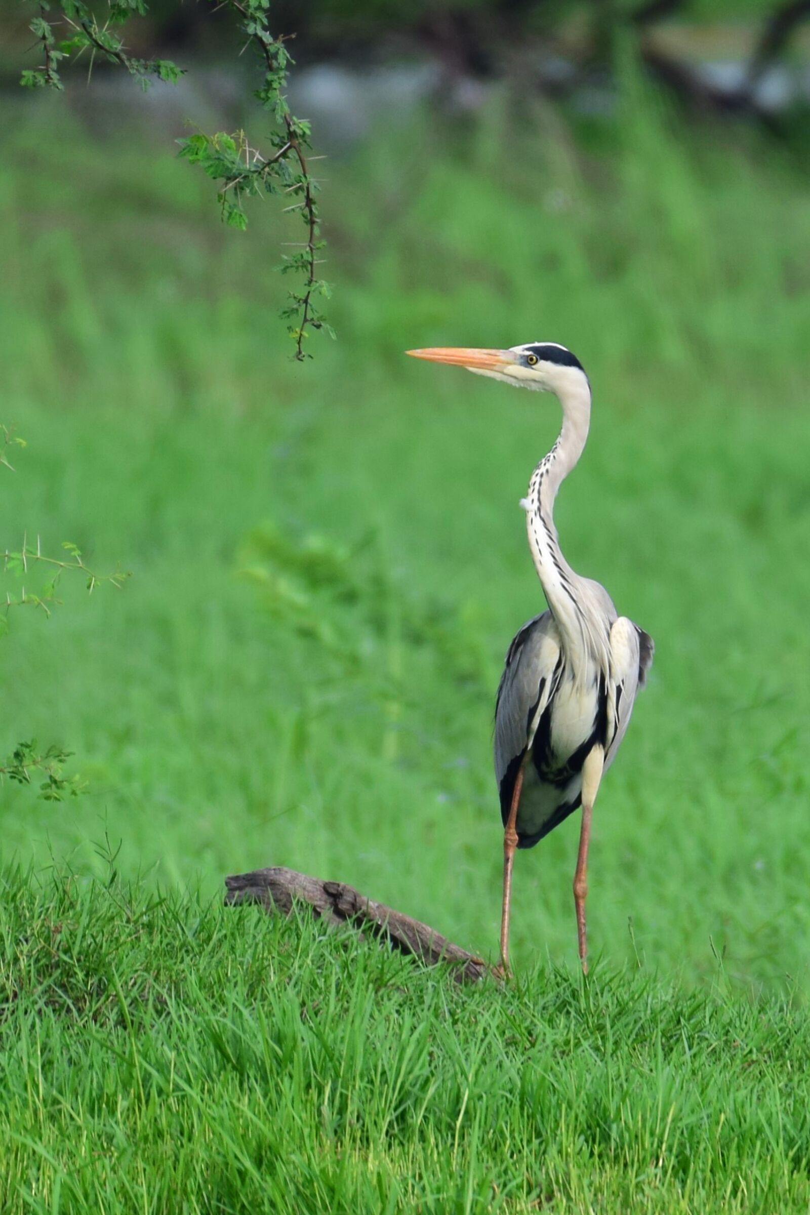 Nikon D3300 sample photo. Heron, wild, bird photography