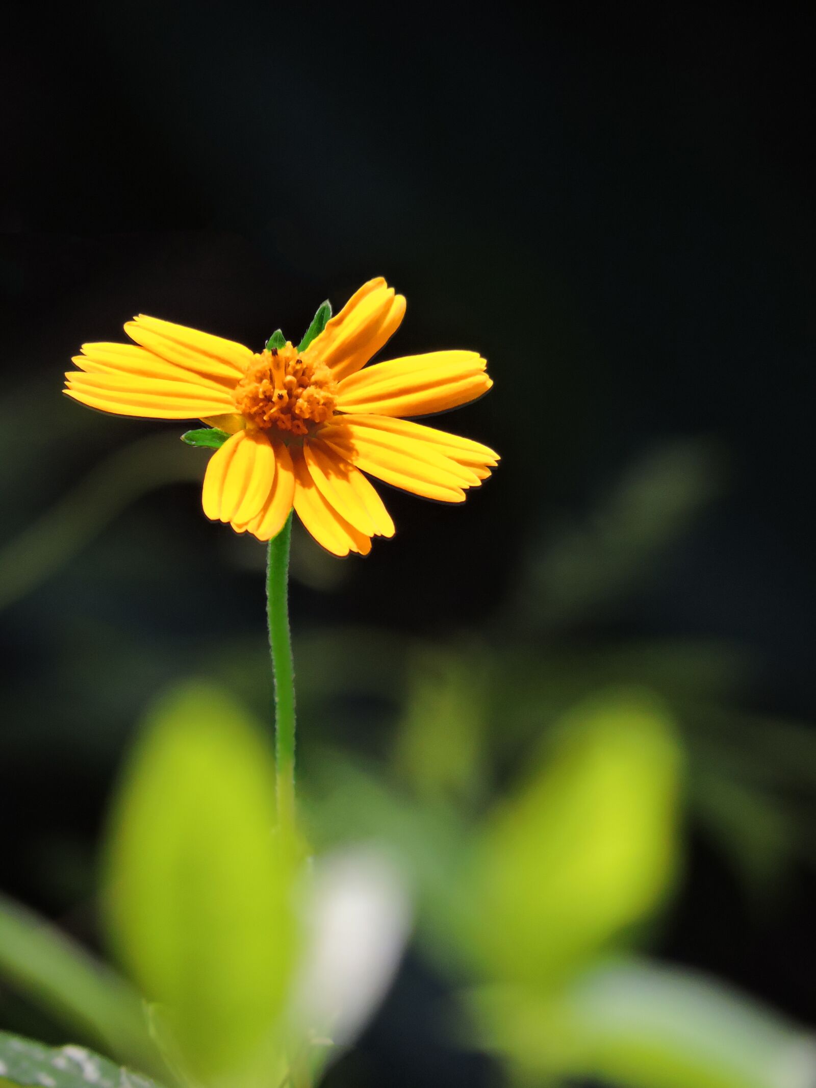 Nikon Coolpix P530 sample photo. Daisy, flower, pretty photography