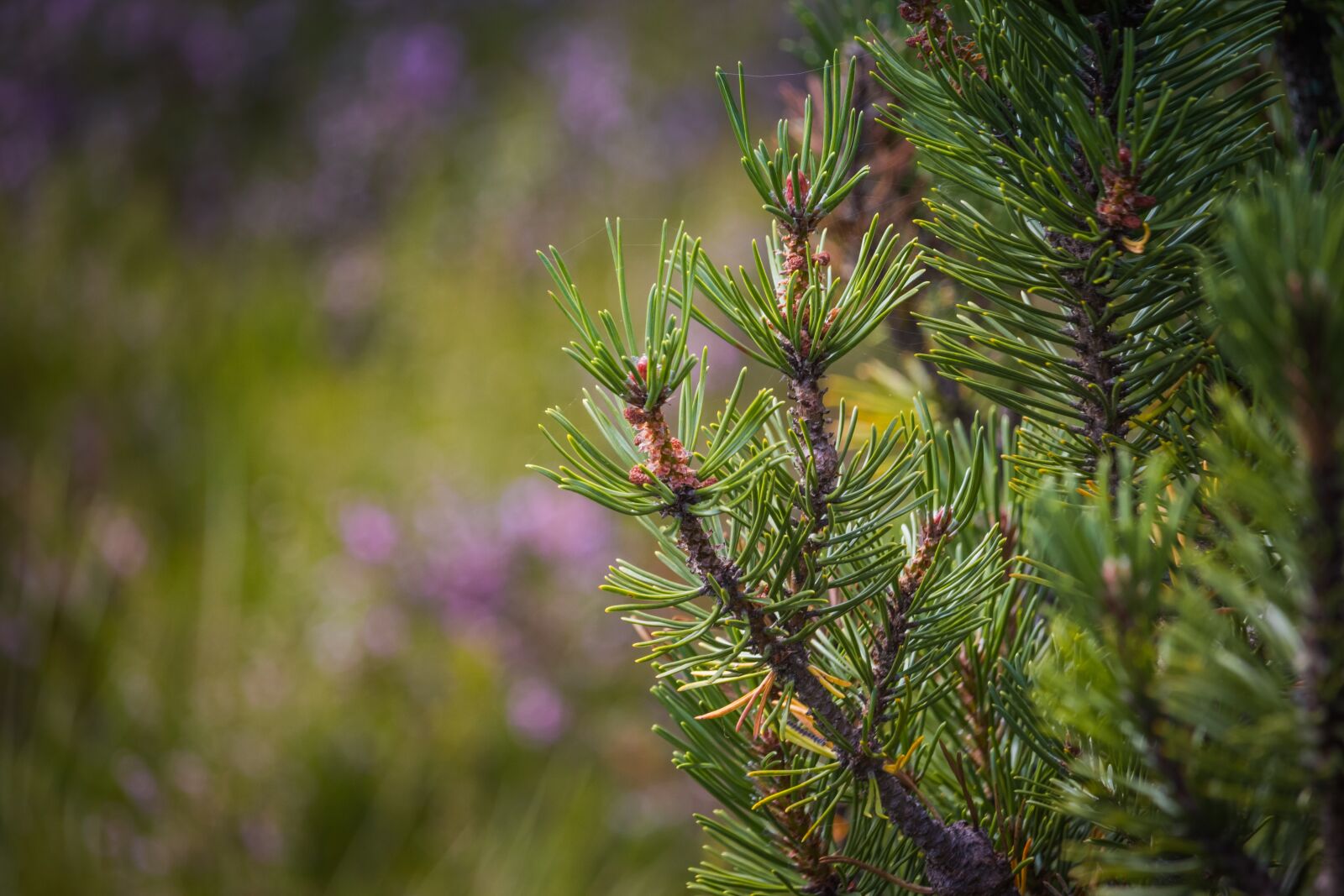 Canon EOS 100D (EOS Rebel SL1 / EOS Kiss X7) sample photo. Pine, dwarf pine, detail photography