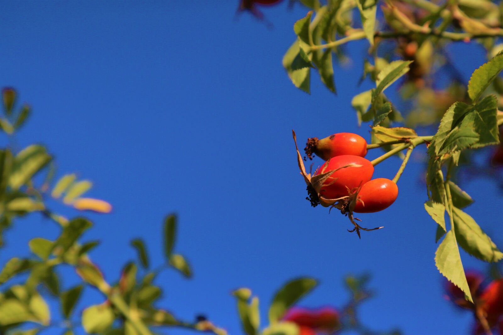 Canon EF 24-105mm F4L IS USM sample photo. Rosehip, fruit, plant photography
