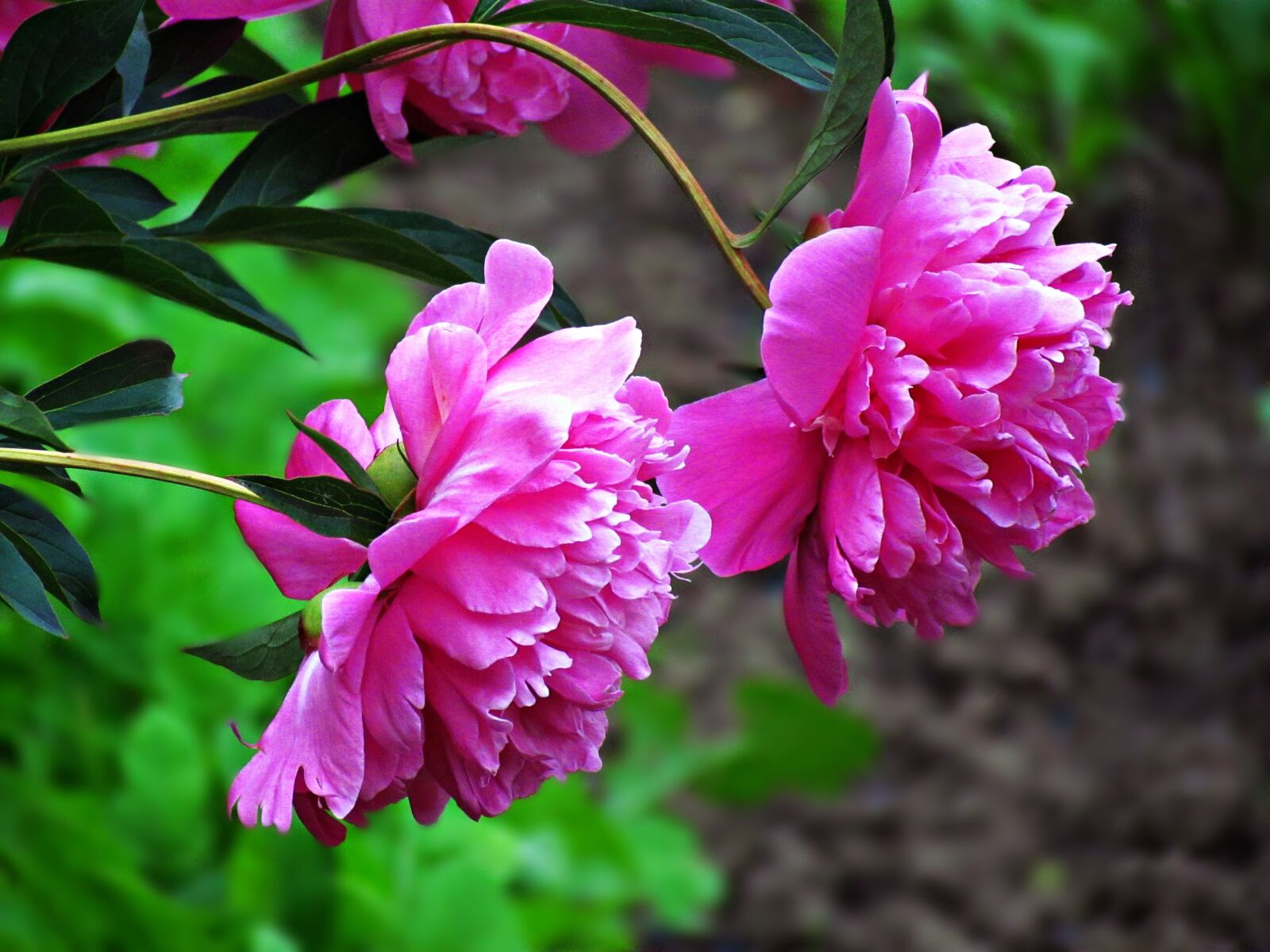Canon PowerShot SX30 IS sample photo. Flowers, garden, summer photography