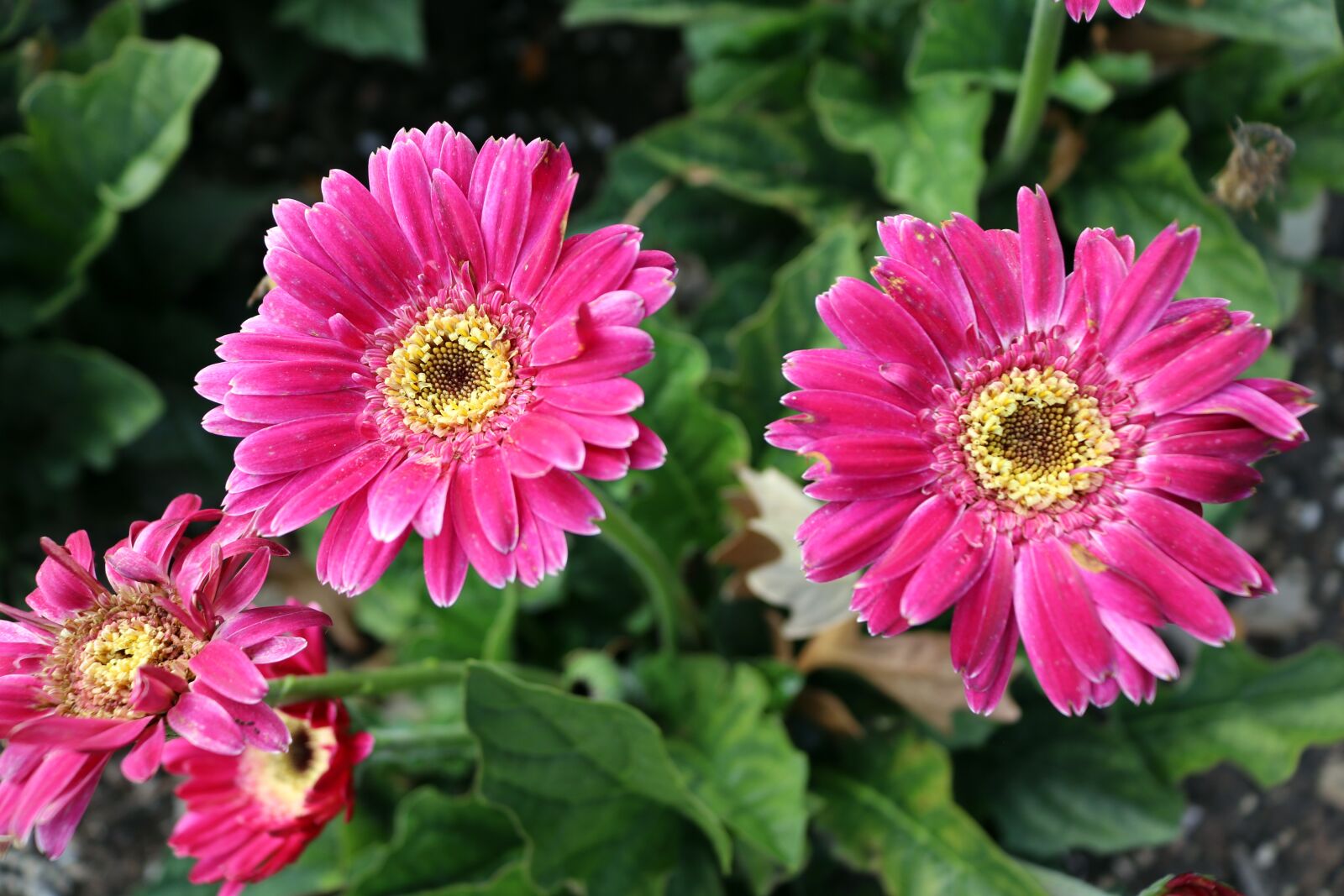 Canon EOS 750D (EOS Rebel T6i / EOS Kiss X8i) sample photo. Pink, yellow, flowers photography
