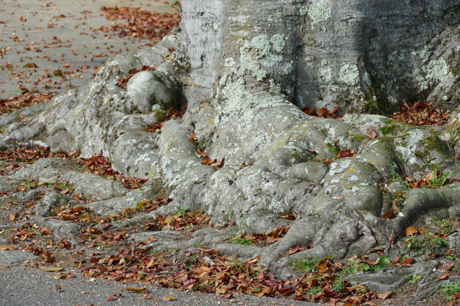 Panasonic Lumix DMC-FZ1000 sample photo. Tree, root, tree root photography