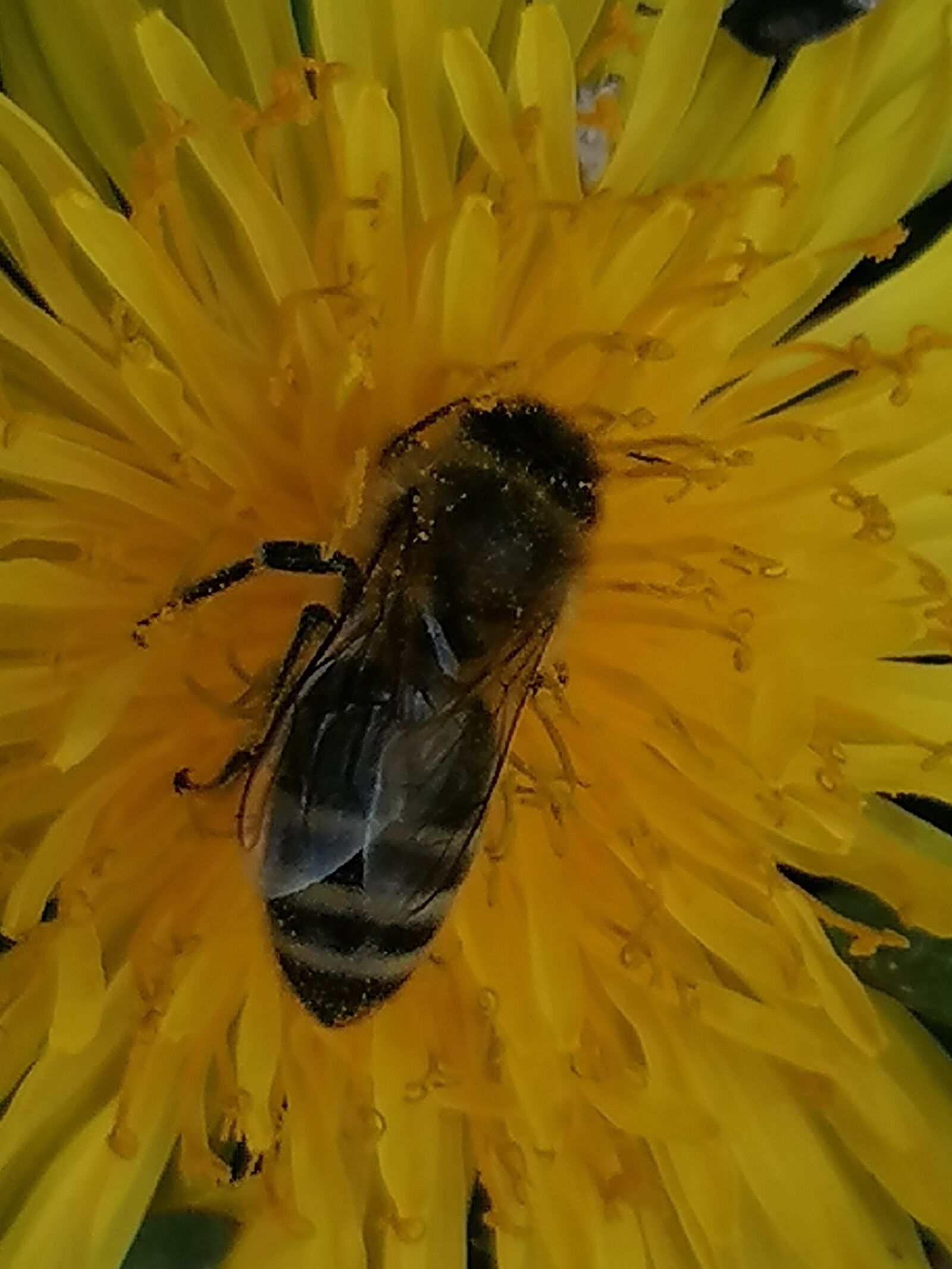 HUAWEI P30 LITE sample photo. Dandelion, bee, honey bee photography