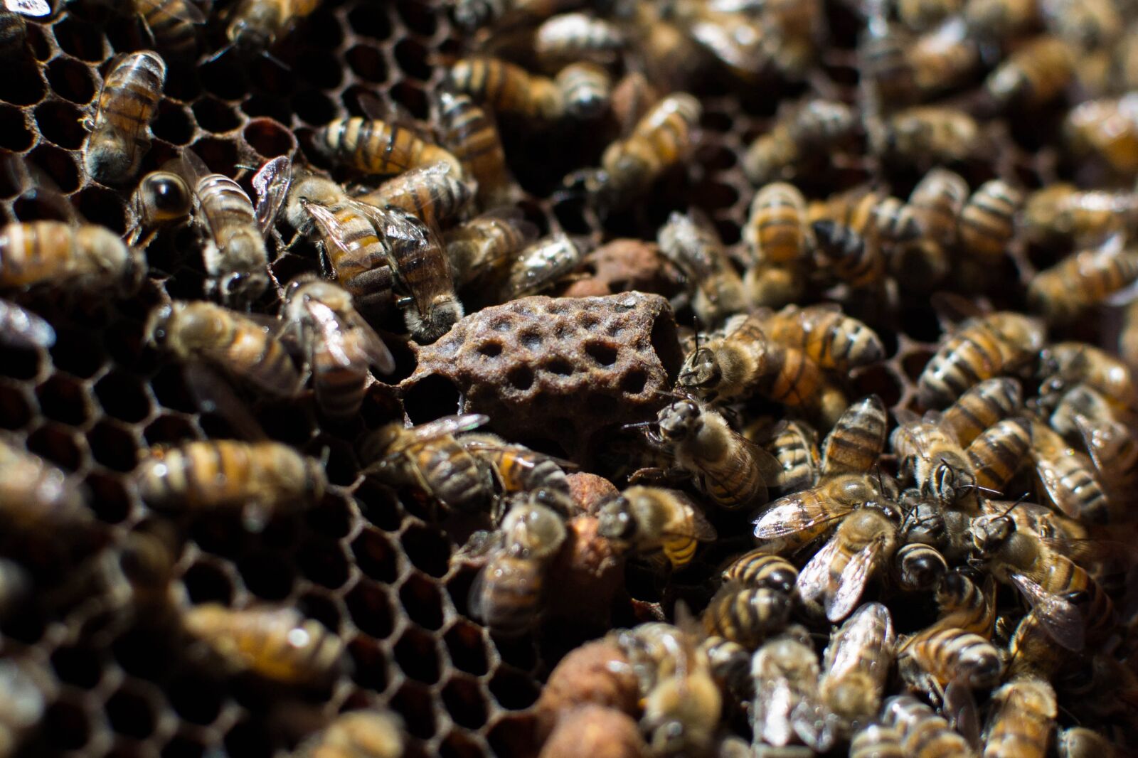 Nikon D3100 sample photo. Bees, nature, beekeeping photography