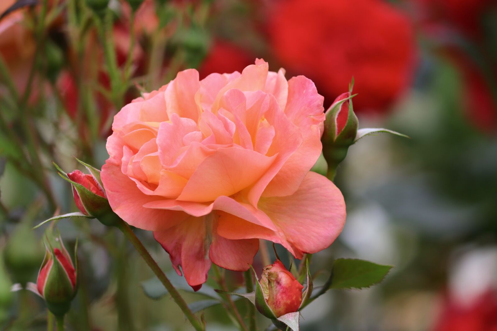 Canon EOS 200D (EOS Rebel SL2 / EOS Kiss X9) sample photo. Rose, salmon, bud photography