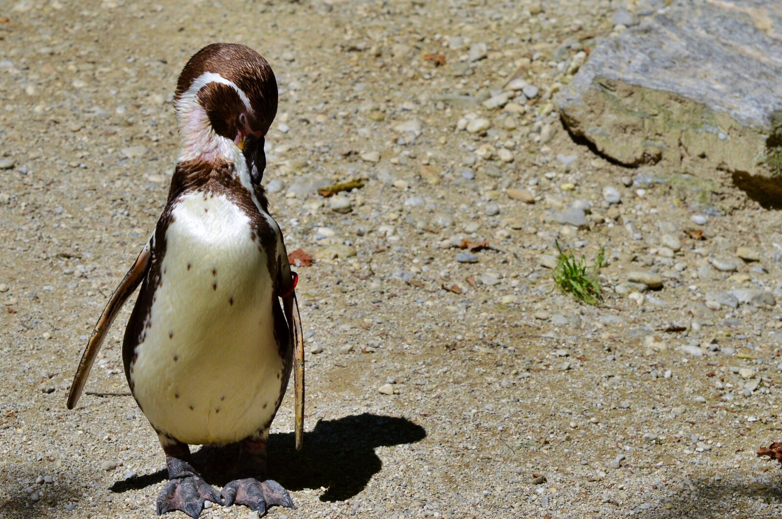 Nikon D3200 sample photo. Penguin, bird, water bird photography