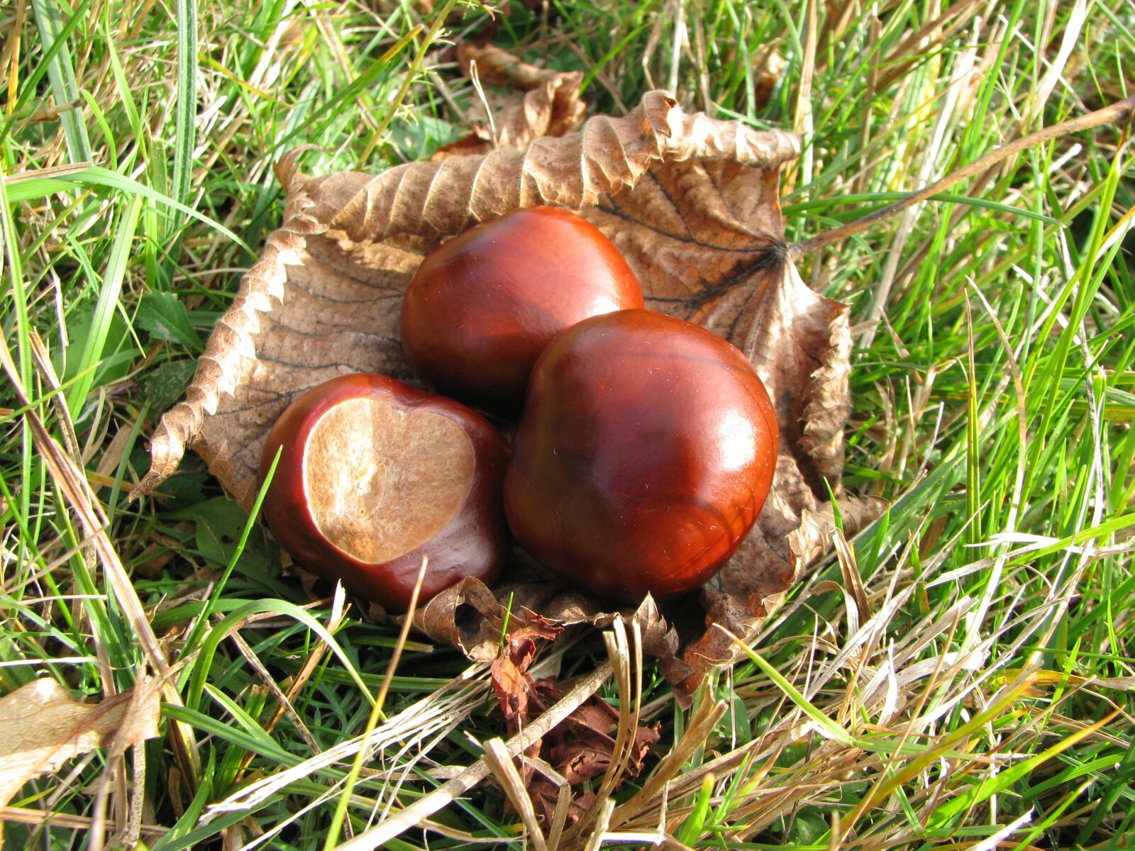 Canon POWERSHOT S5 IS sample photo. Nature, chestnut, autumn photography