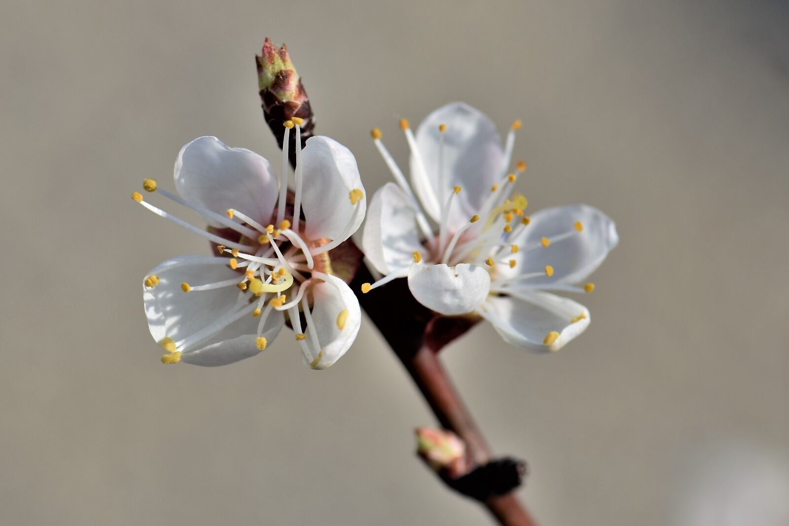 Nikon D5500 sample photo. Apricot, blossom, bloom photography