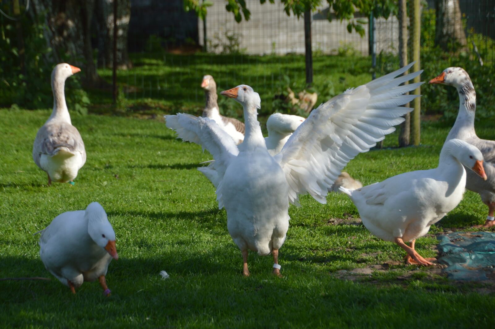 Nikon D3200 sample photo. Breeding, goose, plumage photography