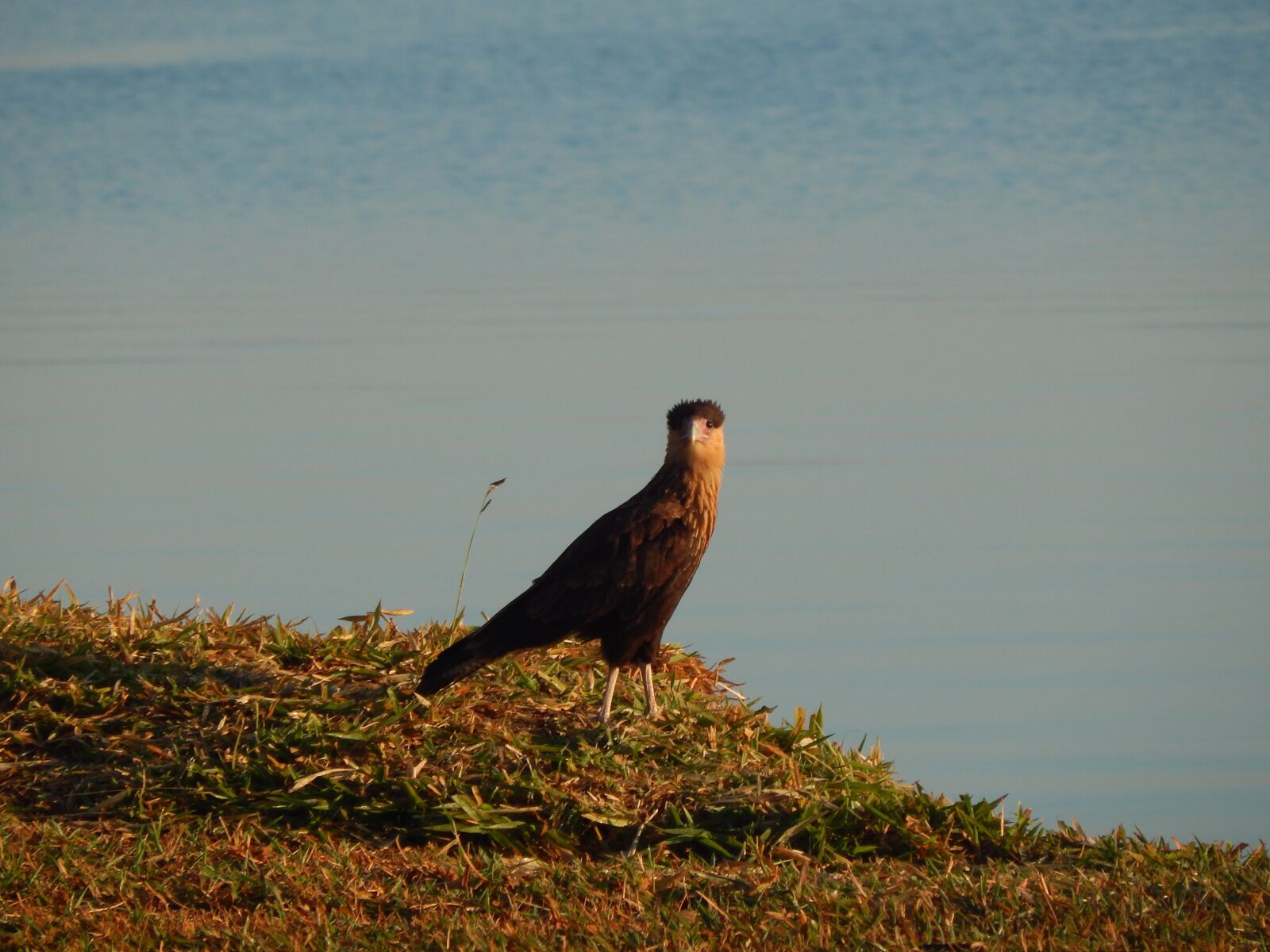 Nikon Coolpix L820 sample photo. Savanna bird, bird on photography