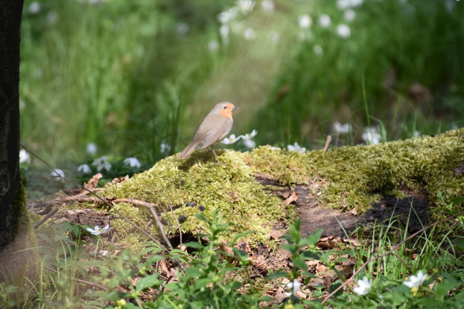 Nikon D3400 sample photo. Forest, bird, robin photography