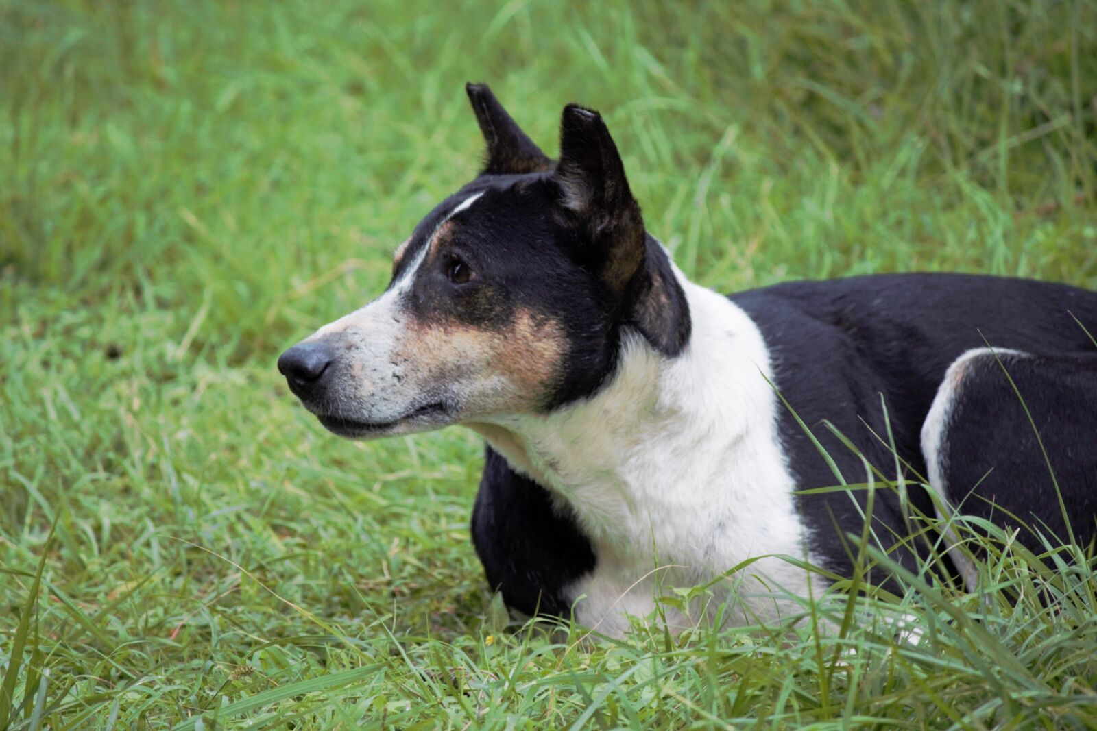 Canon EOS 700D (EOS Rebel T5i / EOS Kiss X7i) sample photo. Dog, nature, canine photography