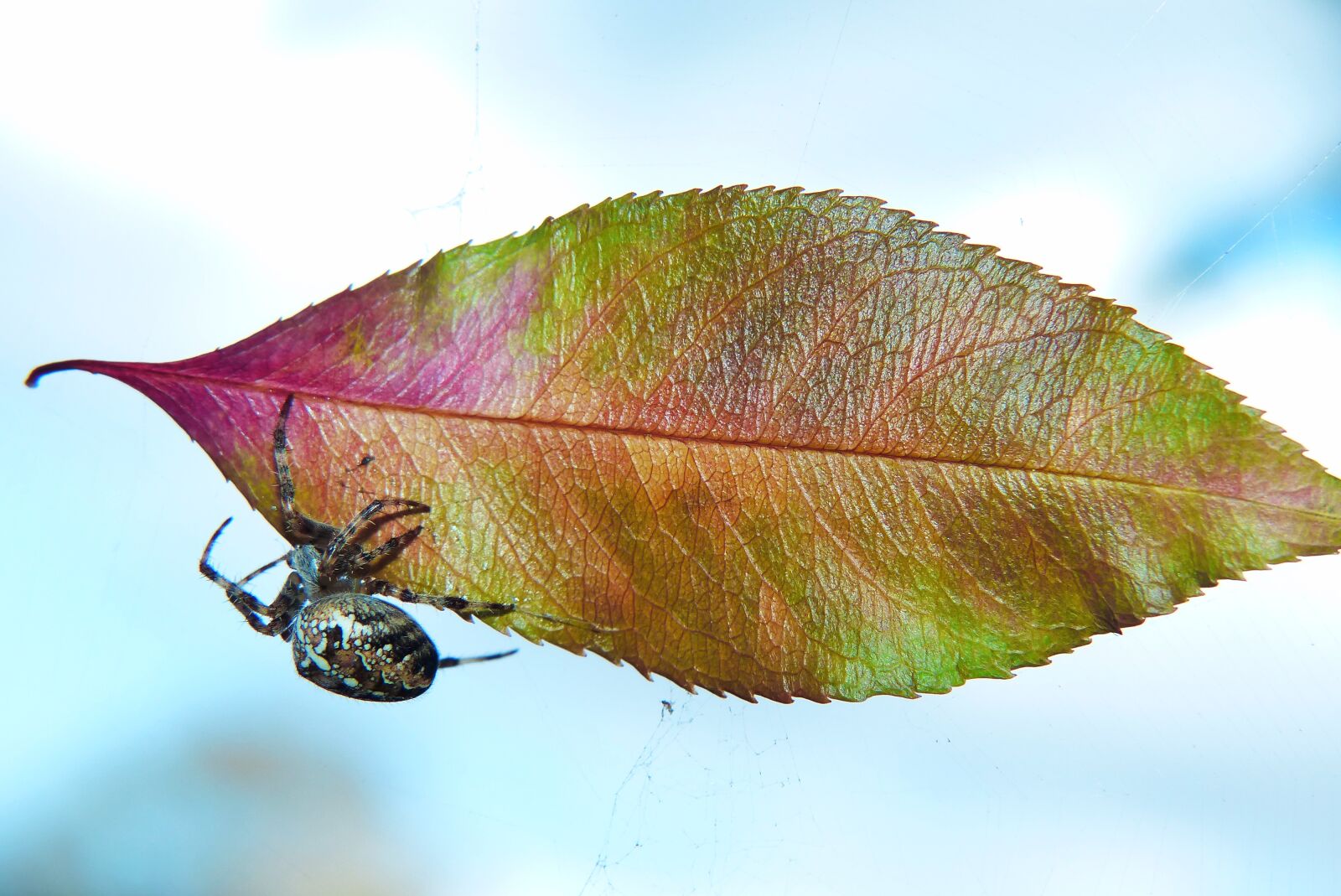 Panasonic Lumix DMC-FZ200 sample photo. Signs of autumn, leaf photography