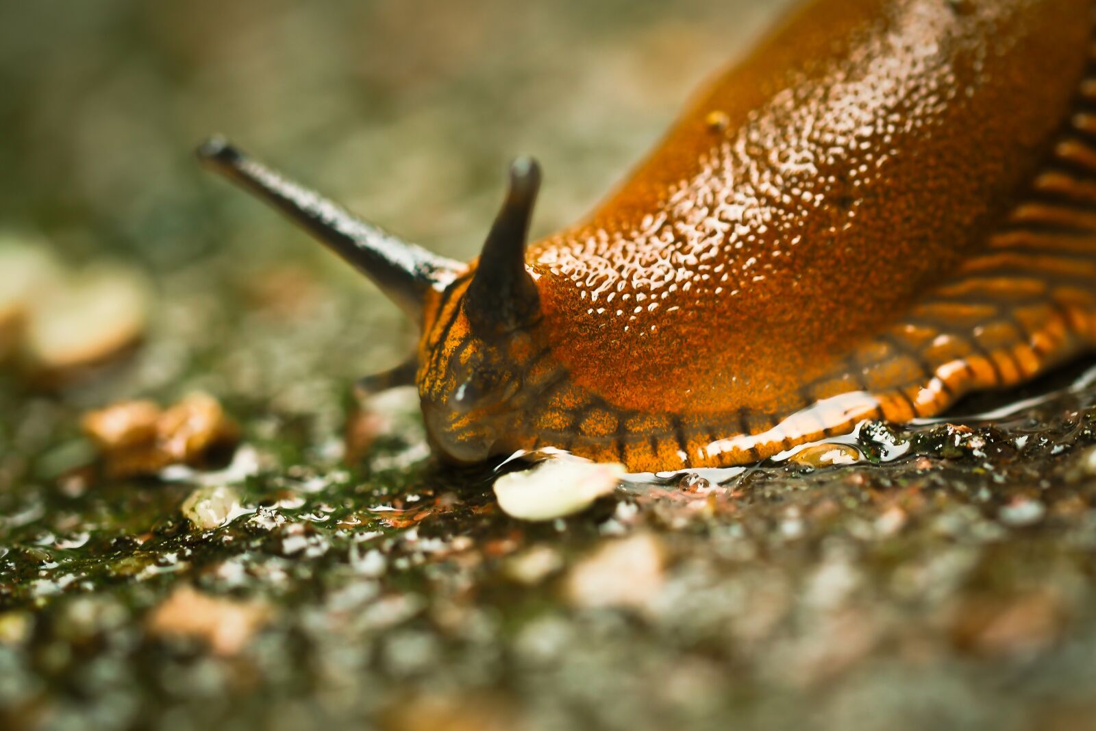 Olympus OM-D E-M10 sample photo. Snail, animal, nature photography
