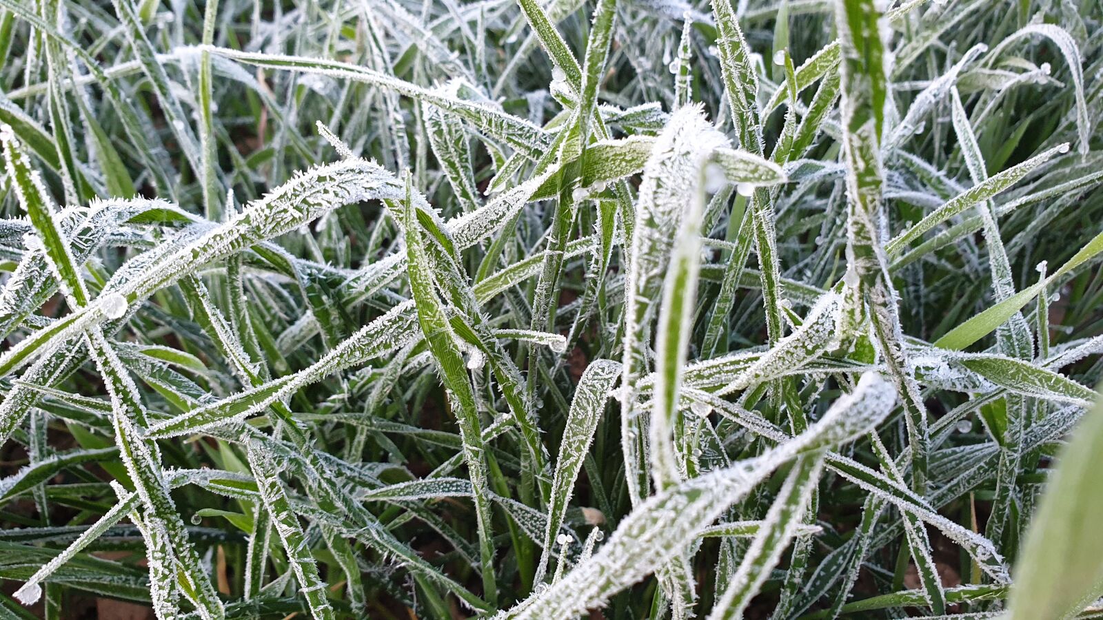 Samsung Galaxy Note9 sample photo. Frost, plant, plants photography