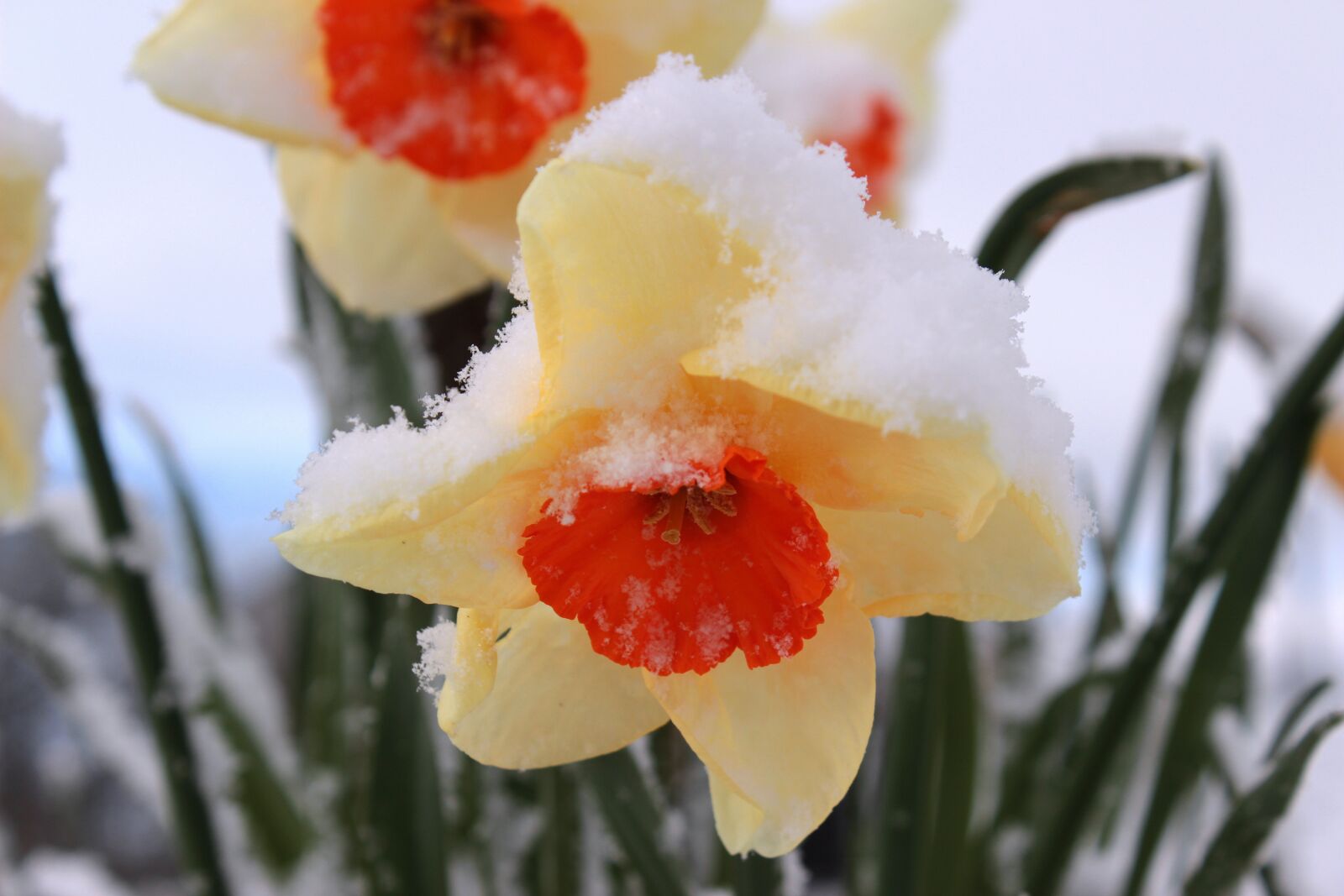 Canon EOS 650D (EOS Rebel T4i / EOS Kiss X6i) sample photo. Narcissus, blossom, bloom photography