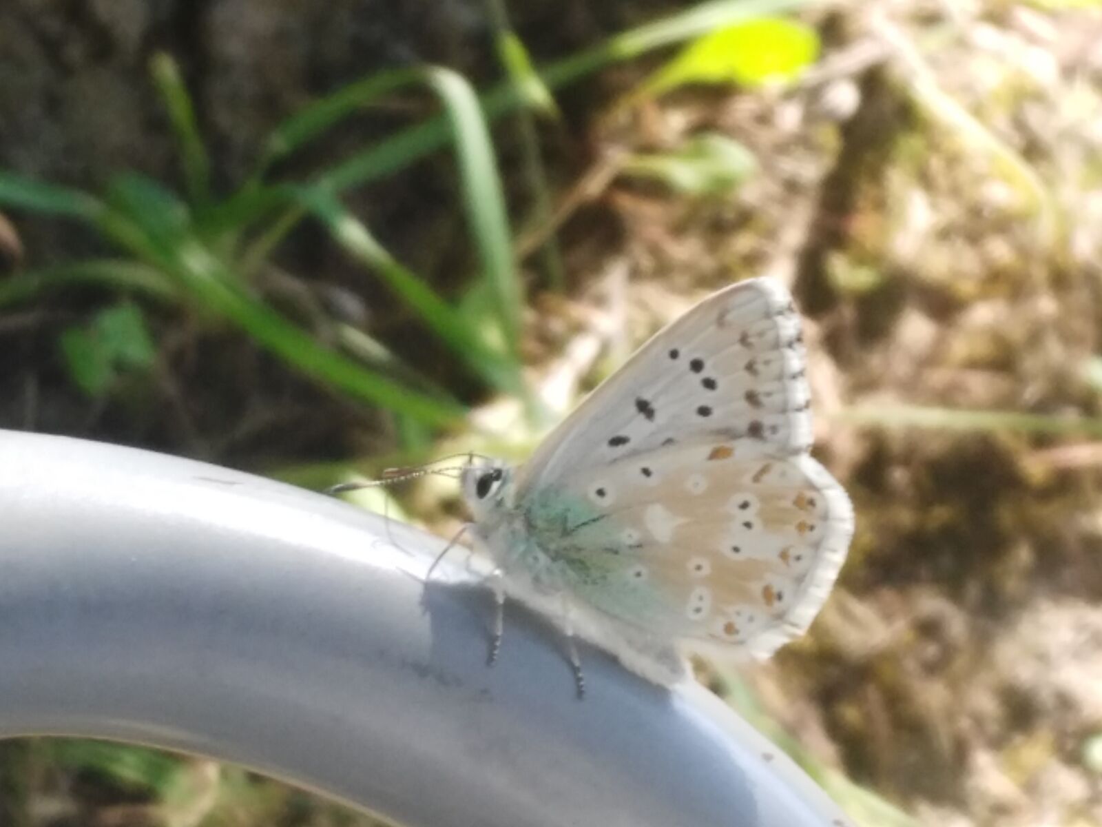 HUAWEI G7-L01 sample photo. Butterfly, nature, animals photography
