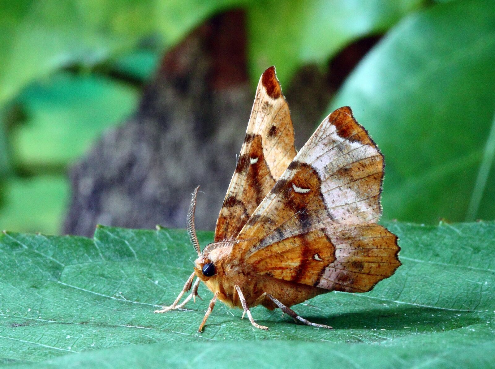 Canon EOS 500D (EOS Rebel T1i / EOS Kiss X3) sample photo. Moth, macro, insect photography