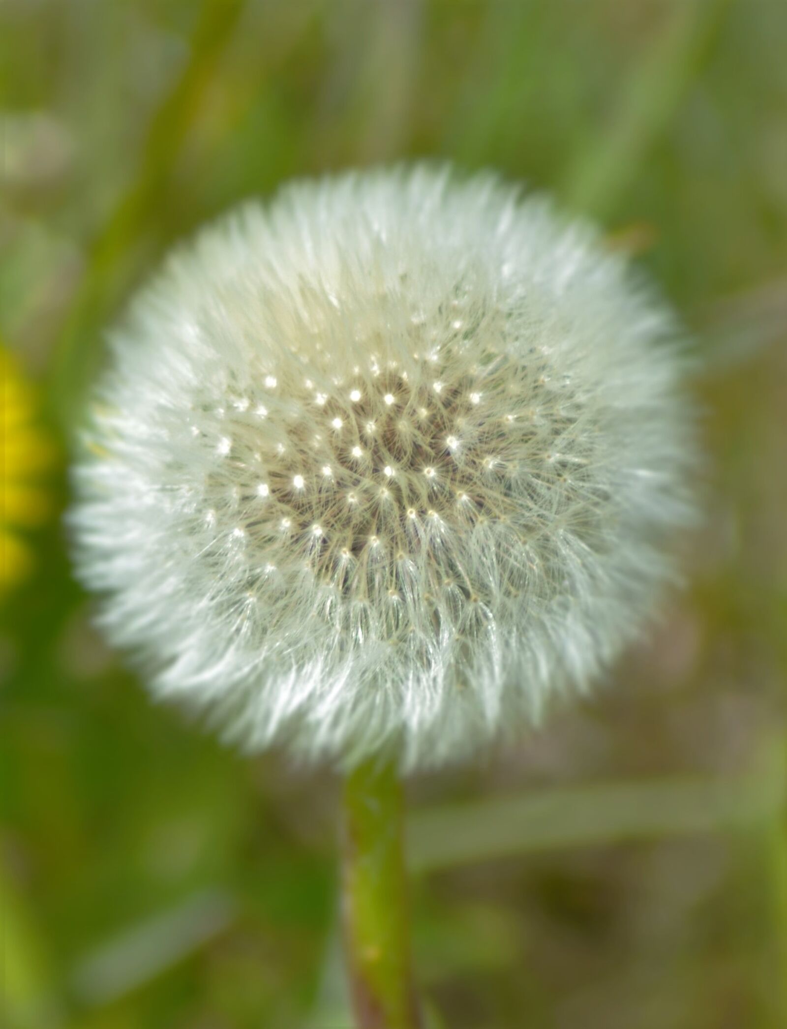Nikon D3100 sample photo. Dandelion, spring, plant photography