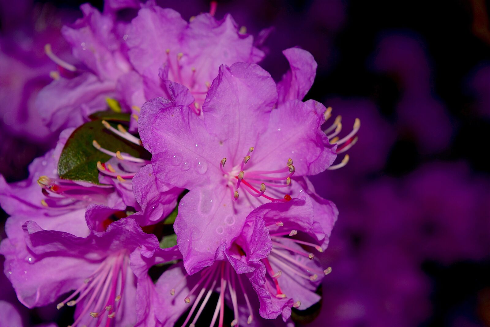 Nikon D3300 sample photo. Flower, azalea, bloom photography