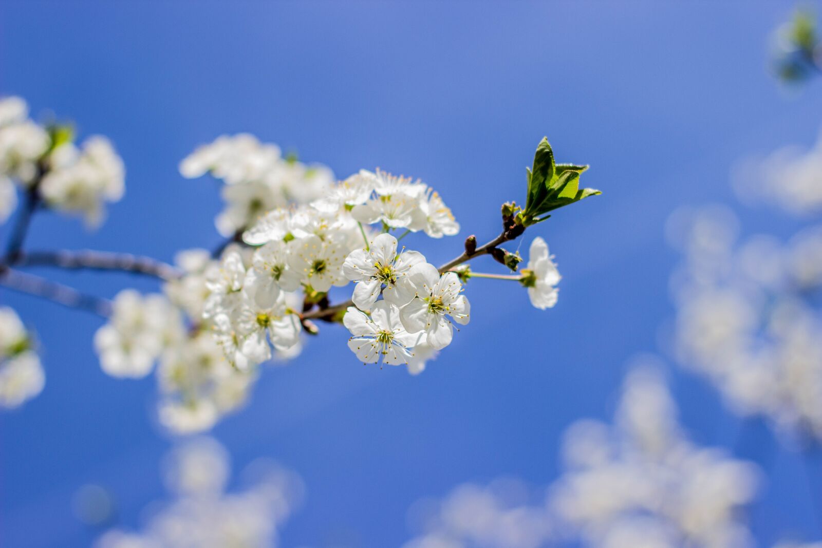 Canon EOS 600D (Rebel EOS T3i / EOS Kiss X5) sample photo. Spring, nature, flowers photography