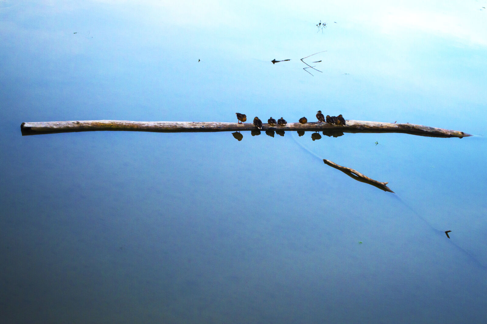 Nikon D3200 sample photo. Bird, birds, blue, branch photography