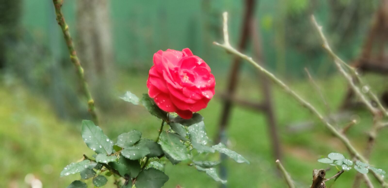 Samsung Galaxy Note9 sample photo. Rosa, flower, plant photography